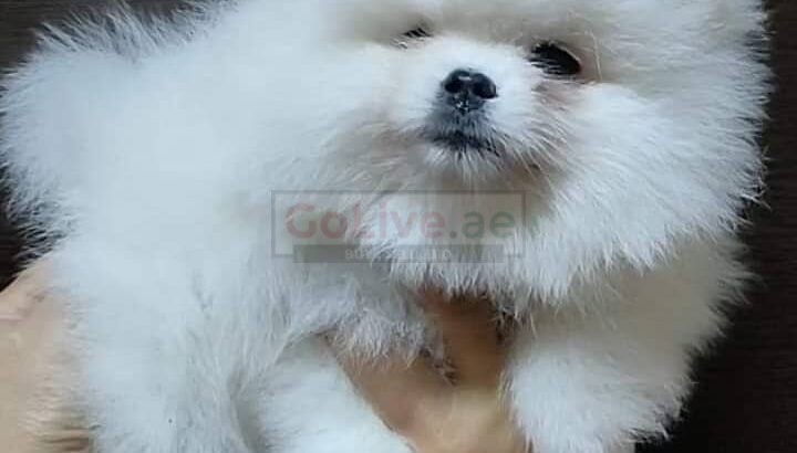 Well Trained Pomeranian Puppies Male and Female