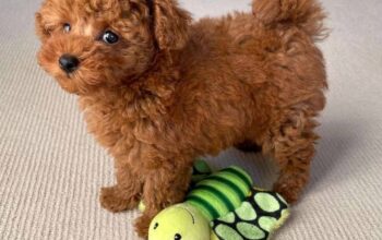 Adorable Male and Female Poodle Puppies – 14 Weeks Old