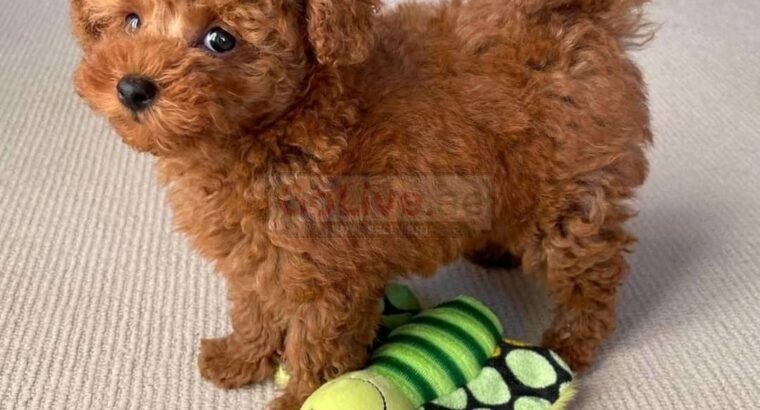 Adorable Male and Female Poodle Puppies – 14 Weeks Old