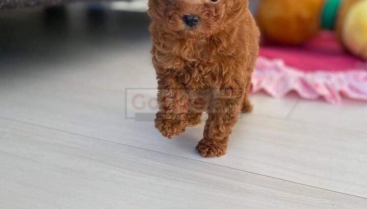 Adorable Male and Female Poodle Puppies – 14 Weeks Old