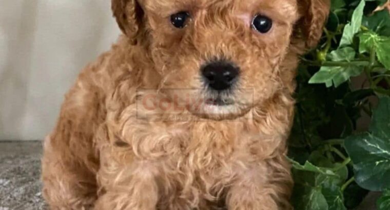 Adorable Male and Female Poodle Puppies – 14 Weeks Old