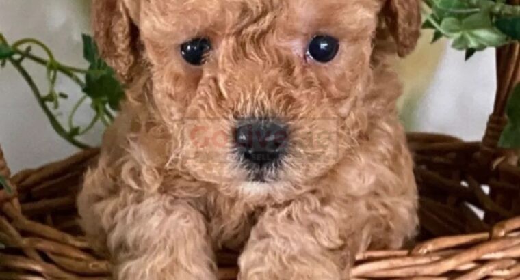 Adorable Male and Female Poodle Puppies – 14 Weeks Old