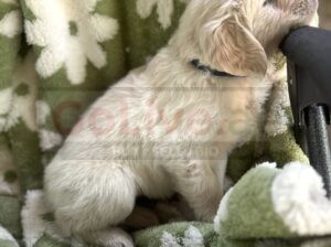 Golden Retriever Puppies – 12 Weeks Old (Male and Female Available)