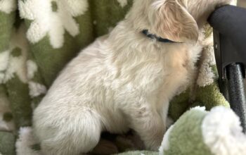 Golden Retriever Puppies – 12 Weeks Old (Male and Female Available)