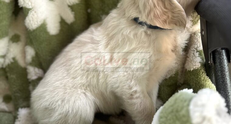 Golden Retriever Puppies – 12 Weeks Old (Male and Female Available)