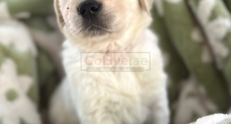 Golden Retriever Puppies – 12 Weeks Old (Male and Female Available)