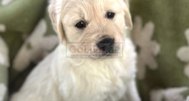 Golden Retriever Puppies – 12 Weeks Old (Male and Female Available)