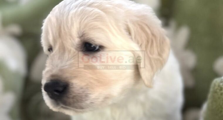Golden Retriever Puppies – 12 Weeks Old (Male and Female Available)