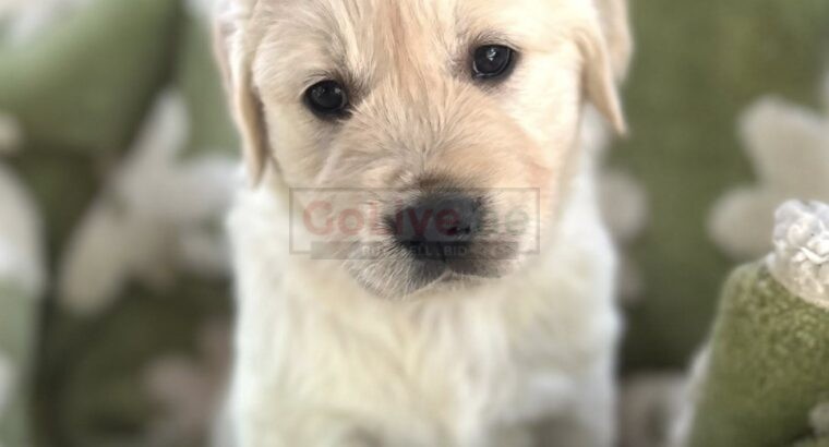 Golden Retriever Puppies – 12 Weeks Old (Male and Female Available)