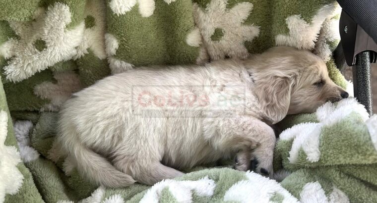 Golden Retriever Puppies – 12 Weeks Old (Male and Female Available)