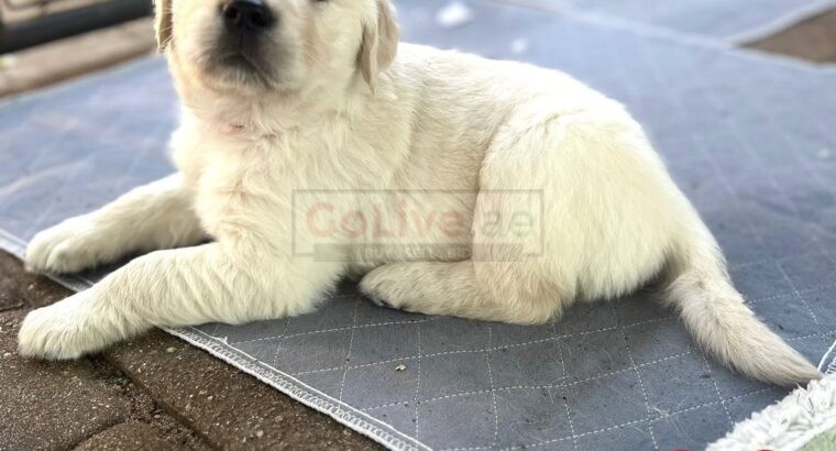 Golden Retriever Puppies – 12 Weeks Old (Male and Female Available)