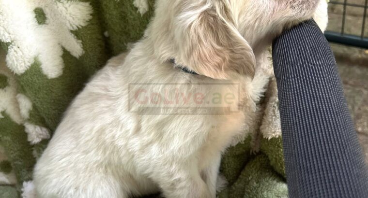 Golden Retriever Puppies – 12 Weeks Old (Male and Female Available)