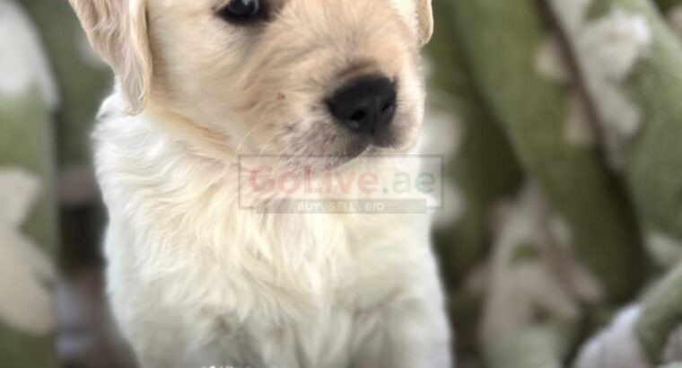 Golden Retriever Puppies – 12 Weeks Old (Male and Female Available)