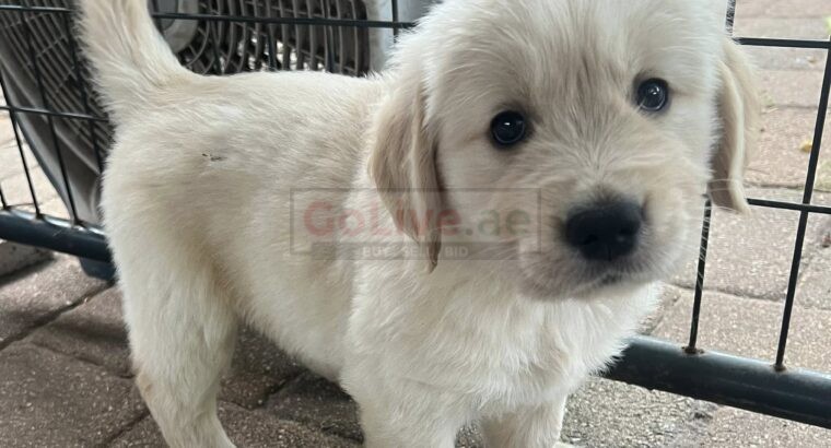 Golden Retriever Puppies – 12 Weeks Old (Male and Female Available)