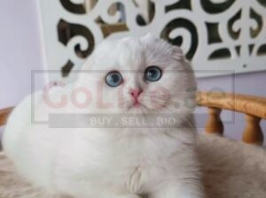 Scottish Fold Kittens for Sale – Blue Eyes