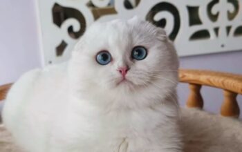 Scottish Fold Kittens for Sale – Blue Eyes