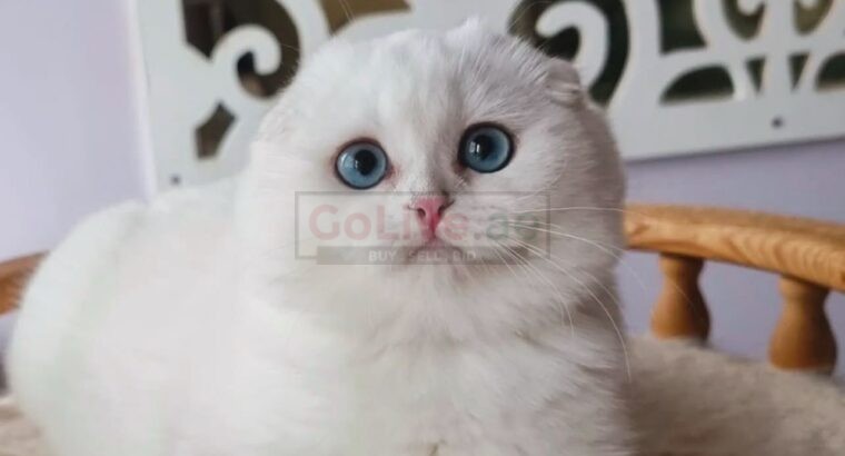 Scottish Fold Kittens for Sale – Blue Eyes