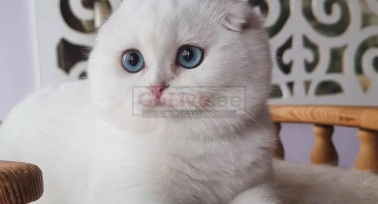 Scottish Fold Kittens for Sale – Blue Eyes