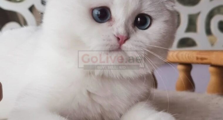 Scottish Fold Kittens for Sale – Blue Eyes