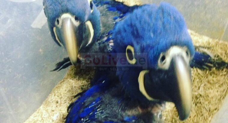 Parrots for adoption