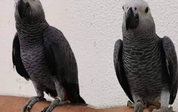 Parrots for adoption