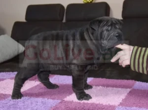 Shar-Pei is my only breed. Both the sire and dam are lovely dogs,