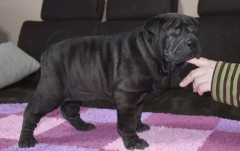 Shar-Pei is my only breed. Both the sire and dam are lovely dogs,