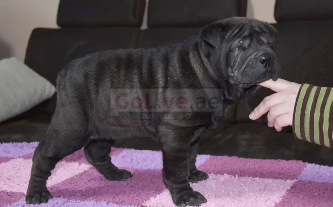 Shar-Pei is my only breed. Both the sire and dam are lovely dogs,