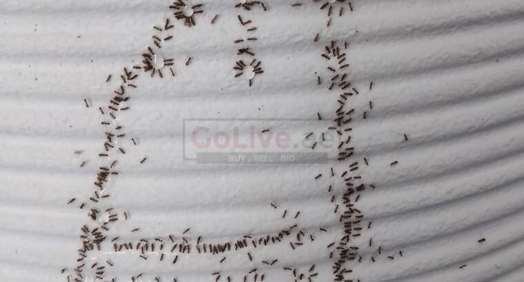 # Ants Treatments – 25% EXTRA OFF DUBAI