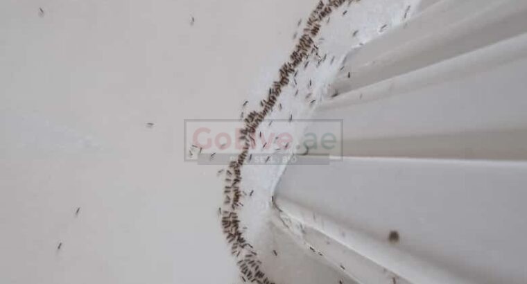 # Ants Treatments – 25% EXTRA OFF DUBAI