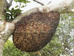 # Honey Beehive Removal – Book Experts