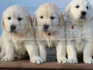 Adorable 😍 Golden retriever Puppies for new families