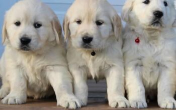 Adorable 😍 Golden retriever Puppies for new families