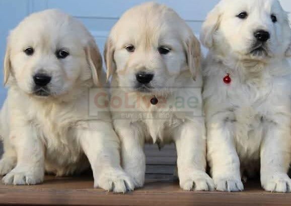 Adorable 😍 Golden retriever Puppies for new families