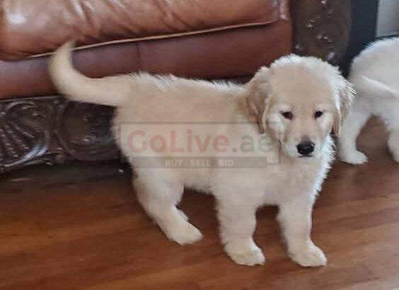 Adorable 😍 Golden retriever Puppies for new families