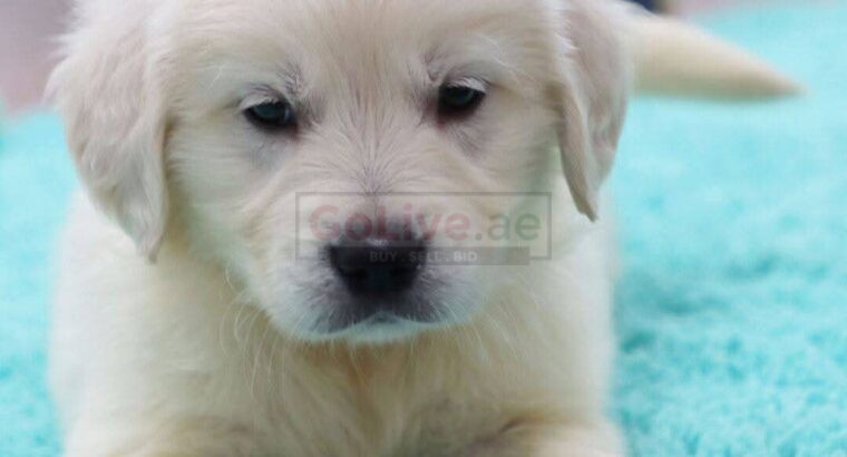 Adorable 😍 Golden retriever Puppies for new families