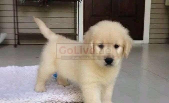Adorable 😍 Golden retriever Puppies for new families