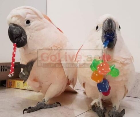 Coctatoos parrots