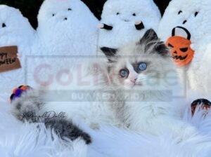 PearlDolls Ragdolls Kittens