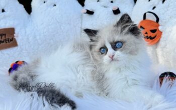 PearlDolls Ragdolls Kittens