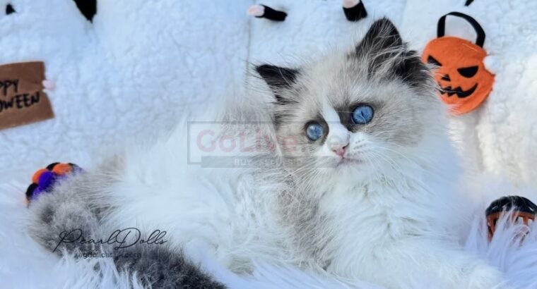 PearlDolls Ragdolls Kittens
