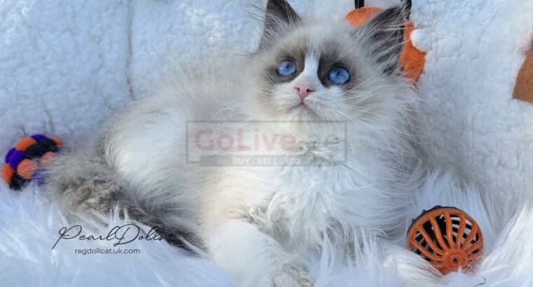 PearlDolls Ragdolls Kittens