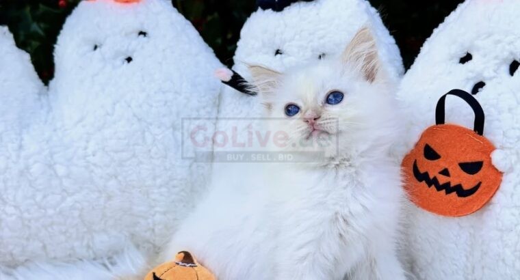 PearlDolls Ragdolls Kittens