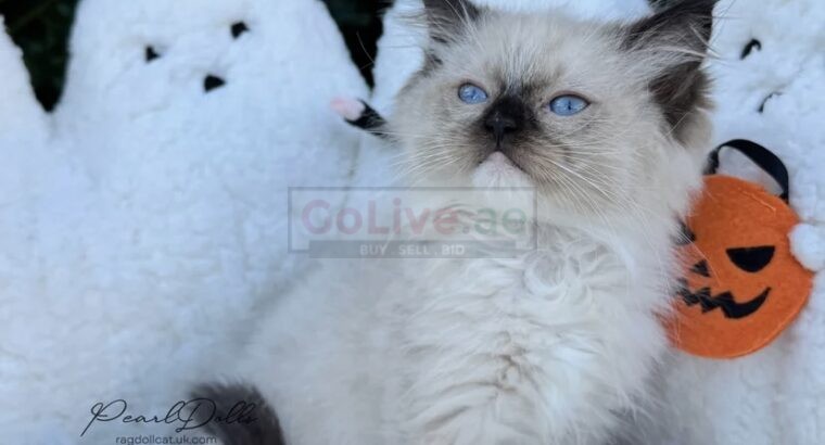 PearlDolls Ragdolls Kittens