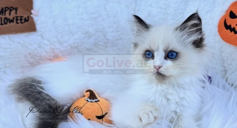 PearlDolls Ragdolls Kittens