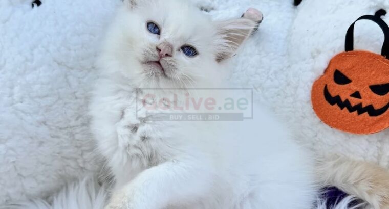 PearlDolls Ragdolls Kittens