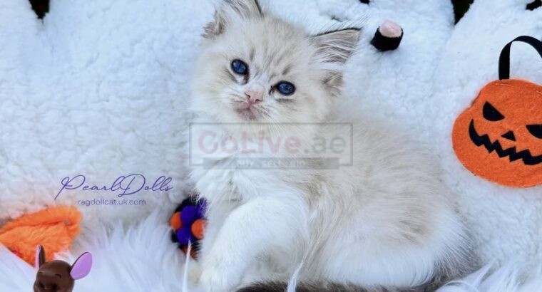 PearlDolls Ragdolls Kittens