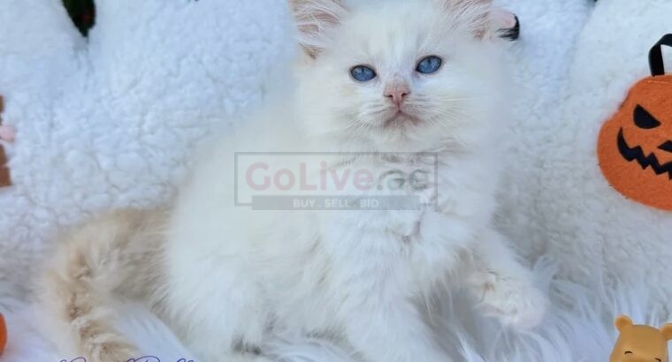 PearlDolls Ragdolls Kittens