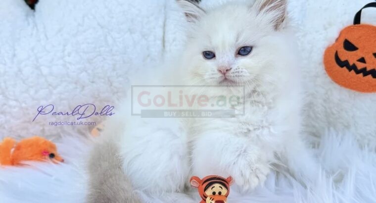 PearlDolls Ragdolls Kittens