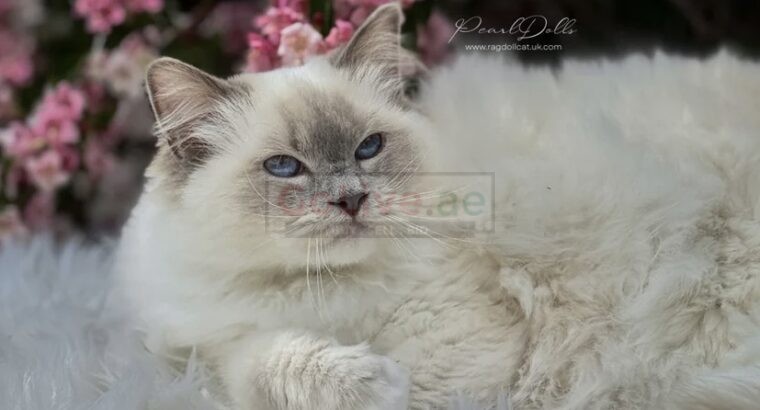 PearlDolls Ragdolls Kittens